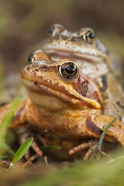 Grasfrosch (Rana temporaria)