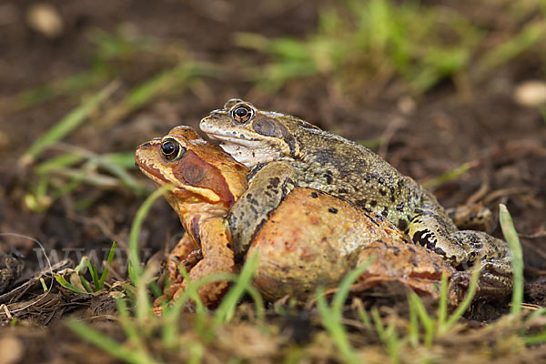 Grasfrosch (Rana temporaria)