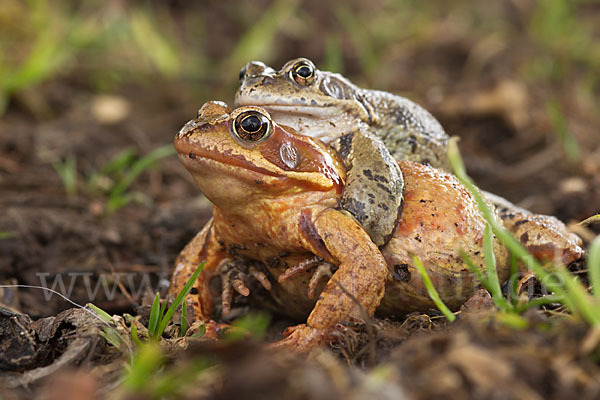 Grasfrosch (Rana temporaria)