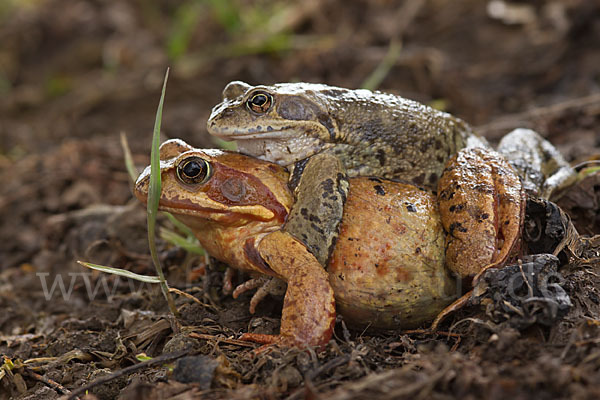 Grasfrosch (Rana temporaria)