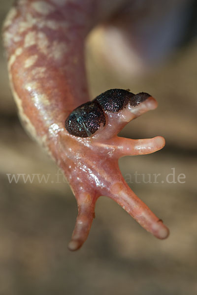 Grasfrosch (Rana temporaria)