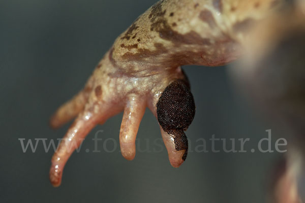 Grasfrosch (Rana temporaria)