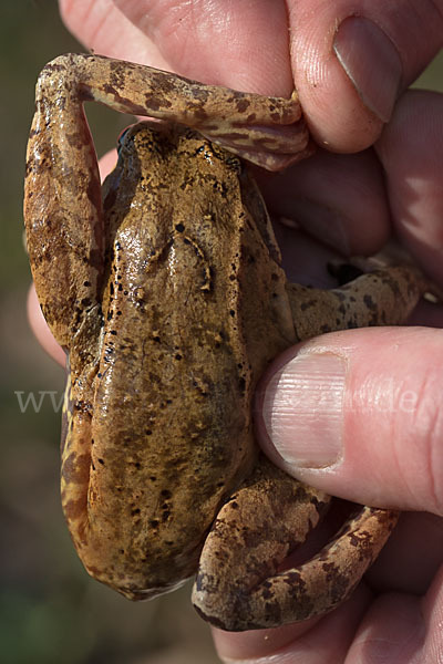 Grasfrosch (Rana temporaria)