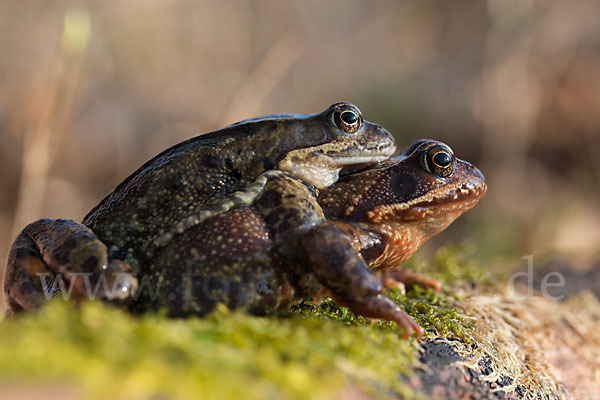 Grasfrosch (Rana temporaria)