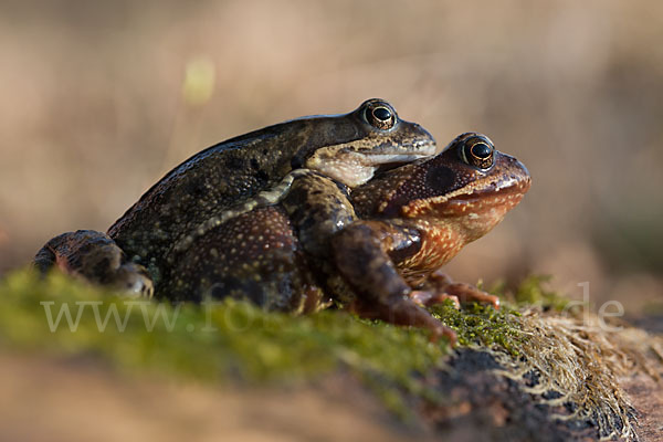 Grasfrosch (Rana temporaria)