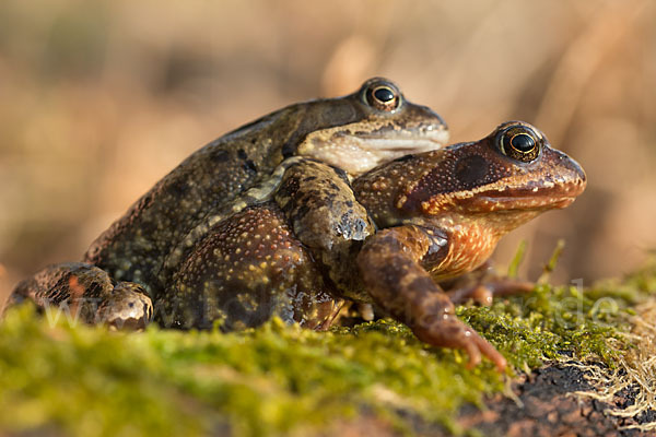 Grasfrosch (Rana temporaria)