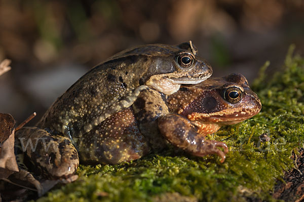 Grasfrosch (Rana temporaria)