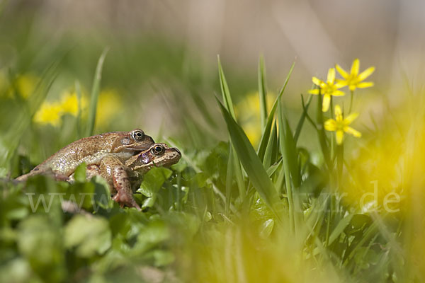 Grasfrosch (Rana temporaria)