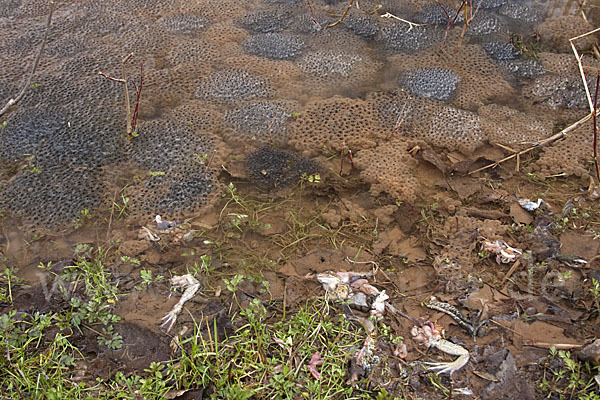 Grasfrosch (Rana temporaria)