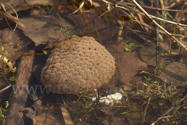 Grasfrosch (Rana temporaria)