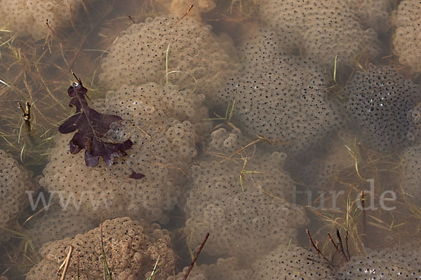 Grasfrosch (Rana temporaria)