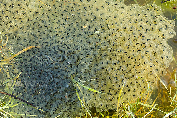 Grasfrosch (Rana temporaria)