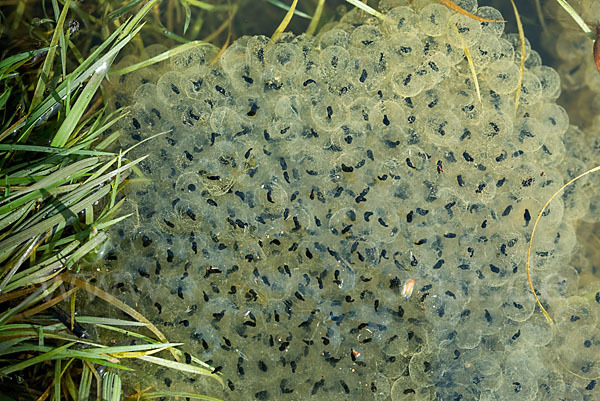 Grasfrosch (Rana temporaria)