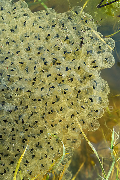 Grasfrosch (Rana temporaria)