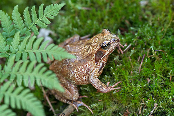 Grasfrosch (Rana temporaria)