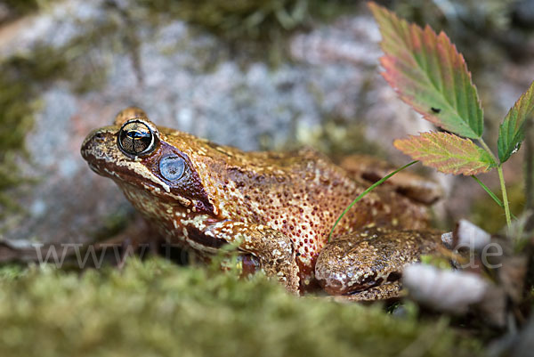 Grasfrosch (Rana temporaria)