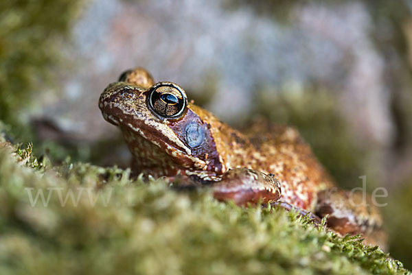 Grasfrosch (Rana temporaria)