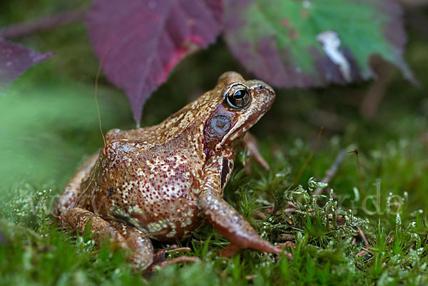 Grasfrosch (Rana temporaria)