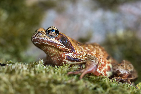 Grasfrosch (Rana temporaria)