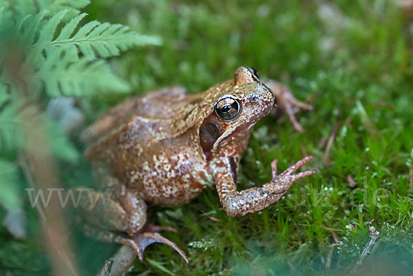 Grasfrosch (Rana temporaria)