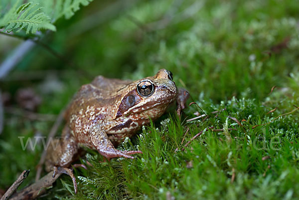 Grasfrosch (Rana temporaria)