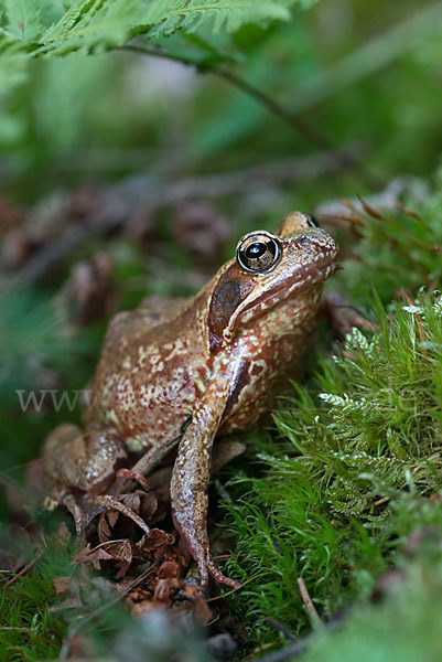 Grasfrosch (Rana temporaria)