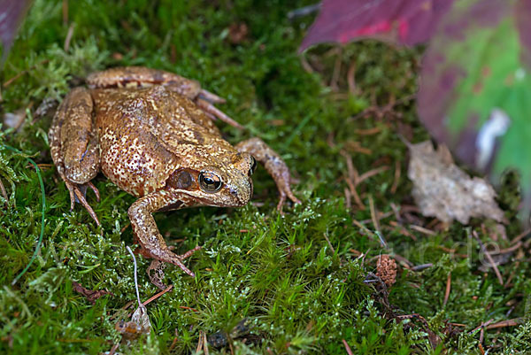 Grasfrosch (Rana temporaria)