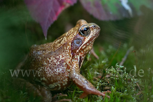 Grasfrosch (Rana temporaria)