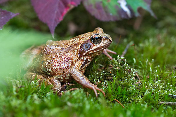 Grasfrosch (Rana temporaria)