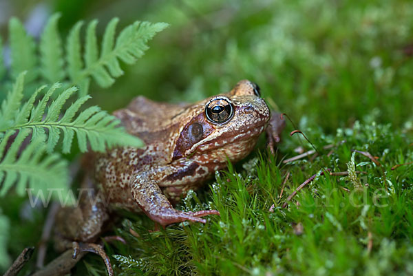 Grasfrosch (Rana temporaria)