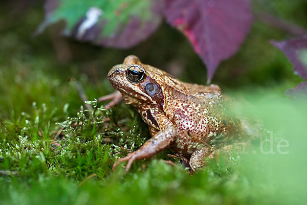 Grasfrosch (Rana temporaria)