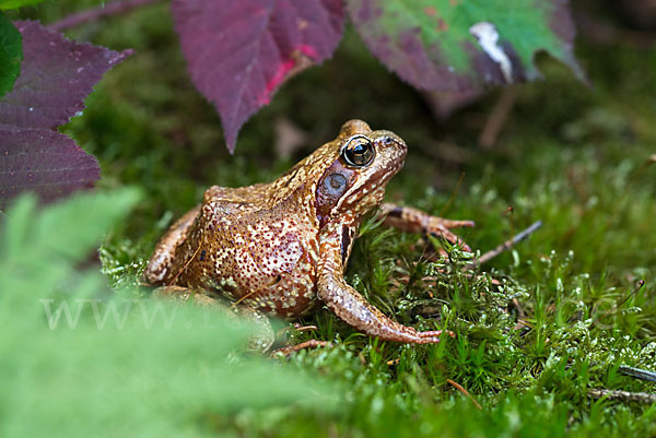 Grasfrosch (Rana temporaria)