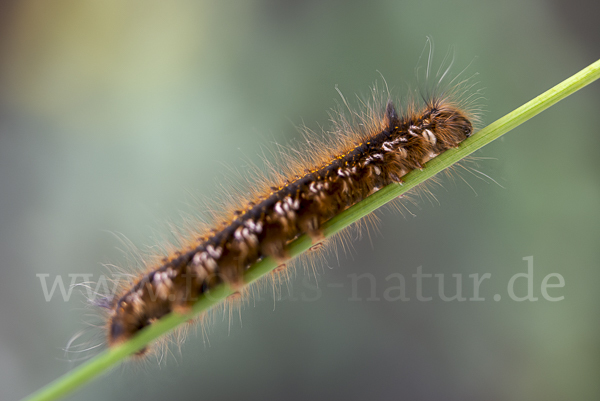 Grasglucke (Euthrix potatoria)