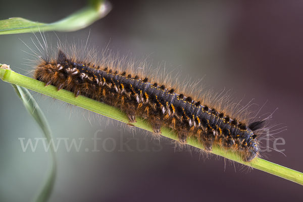 Grasglucke (Euthrix potatoria)