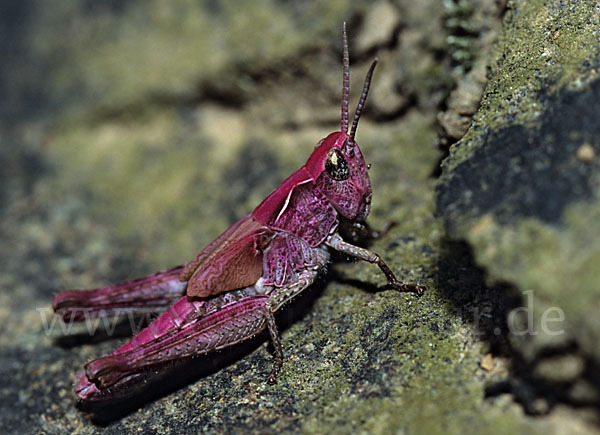 Grashüpfer spec. (Chorthippus spec.)