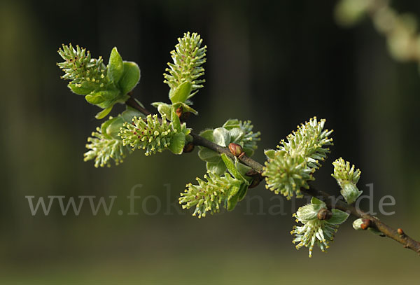 Grau-Weide (Salix cinerea)