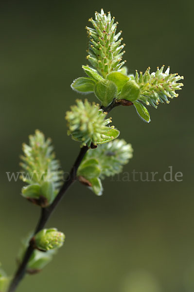 Grau-Weide (Salix cinerea)