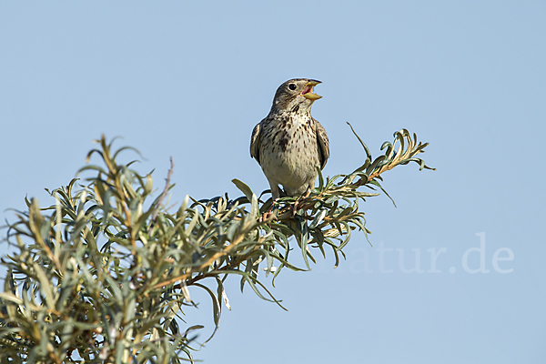 Grauammer (Miliaria calandra)