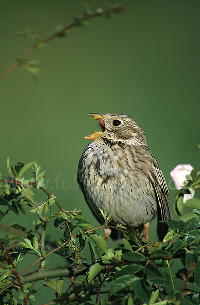 Grauammer (Miliaria calandra)