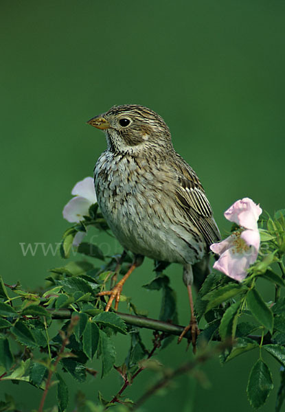 Grauammer (Miliaria calandra)