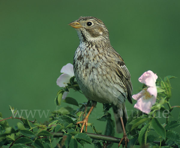 Grauammer (Miliaria calandra)