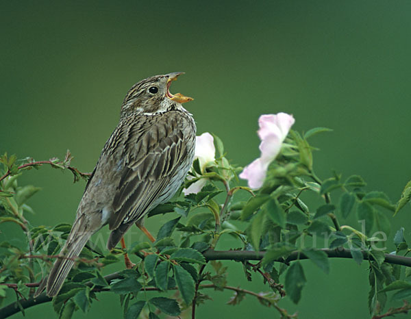 Grauammer (Miliaria calandra)