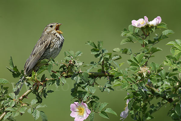 Grauammer (Miliaria calandra)