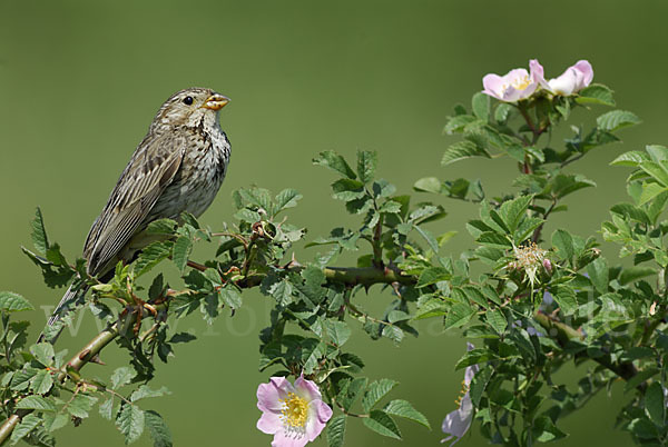 Grauammer (Miliaria calandra)