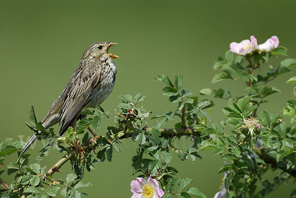 Grauammer (Miliaria calandra)