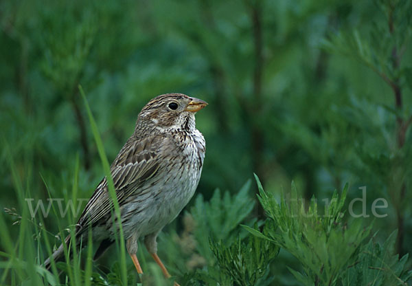 Grauammer (Miliaria calandra)