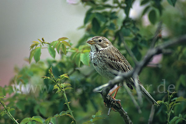 Grauammer (Miliaria calandra)