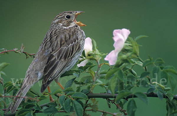 Grauammer (Miliaria calandra)