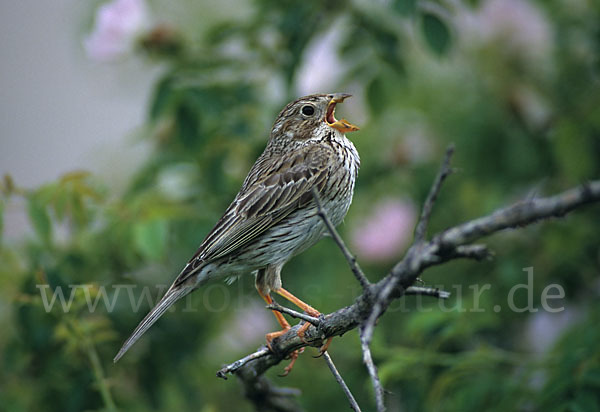 Grauammer (Miliaria calandra)