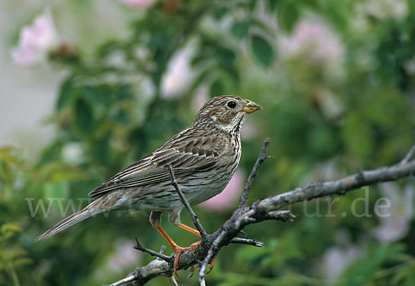 Grauammer (Miliaria calandra)